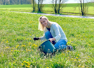 Pusteblume Löwenzahn-Likör
